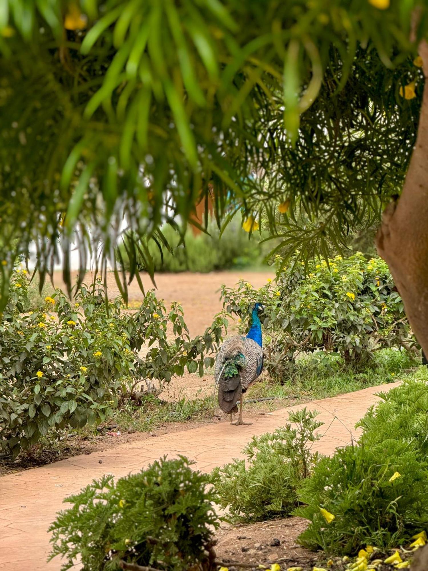 Lunja Village - Agadir Imi Ouaddar Екстер'єр фото